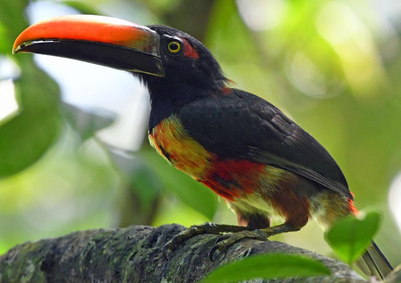 La Montanita Lodge Manuel Antonio Zewnętrze zdjęcie