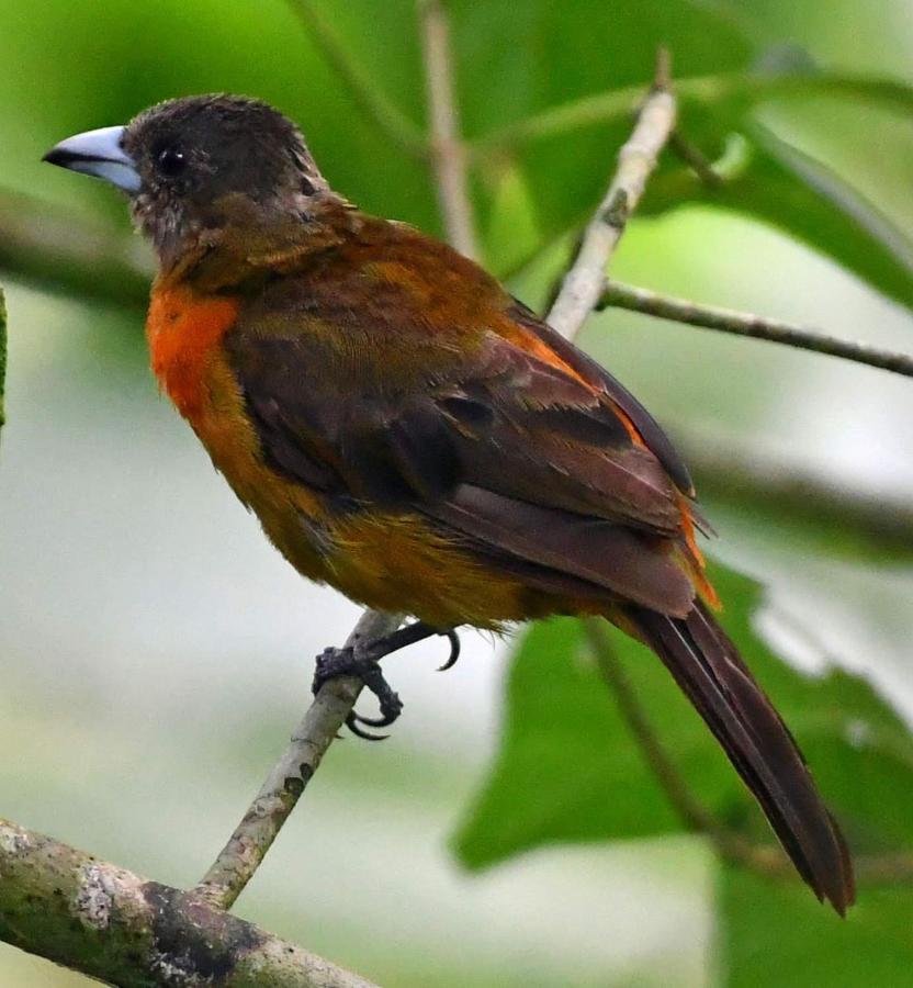 La Montanita Lodge Manuel Antonio Zewnętrze zdjęcie