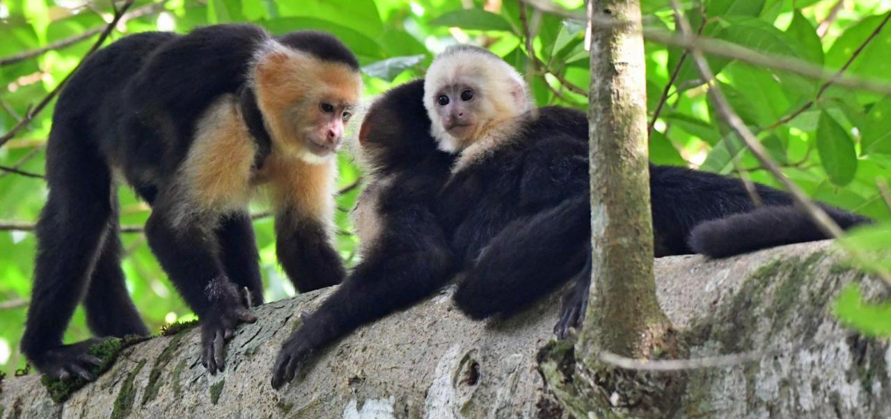 La Montanita Lodge Manuel Antonio Zewnętrze zdjęcie