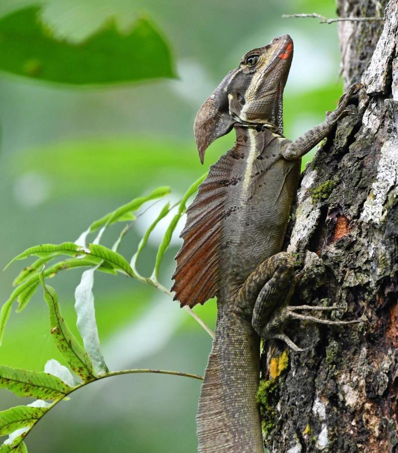La Montanita Lodge Manuel Antonio Zewnętrze zdjęcie