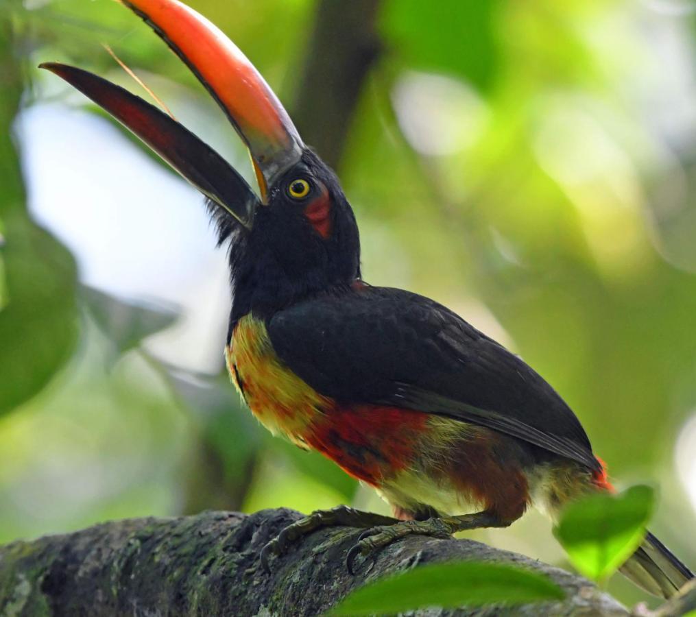 La Montanita Lodge Manuel Antonio Zewnętrze zdjęcie