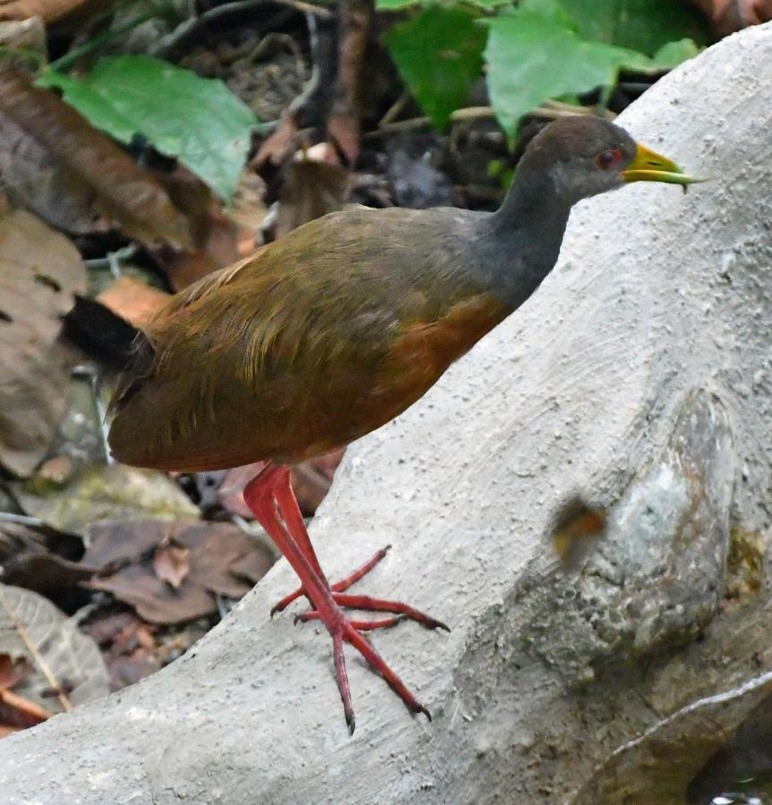 La Montanita Lodge Manuel Antonio Zewnętrze zdjęcie