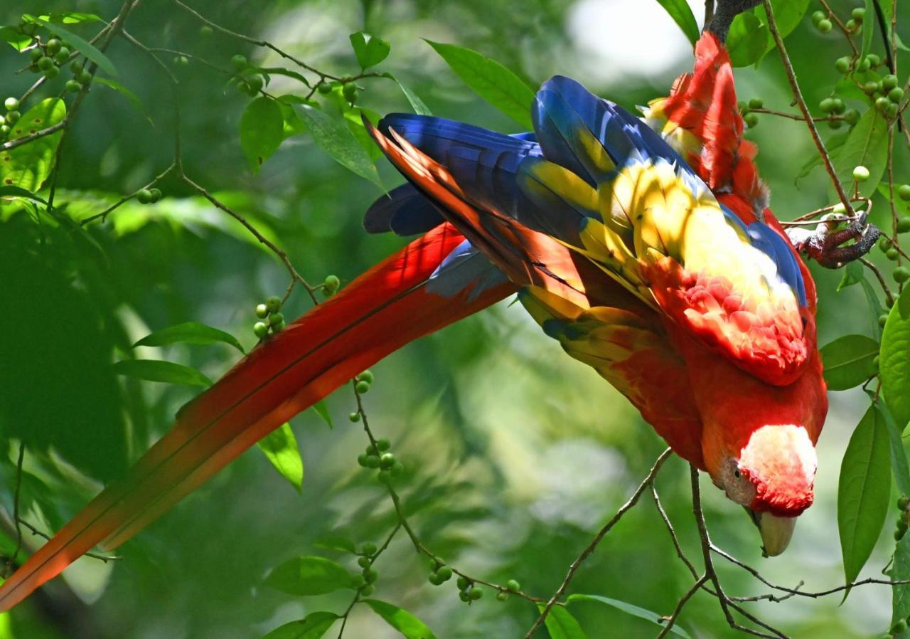 La Montanita Lodge Manuel Antonio Zewnętrze zdjęcie