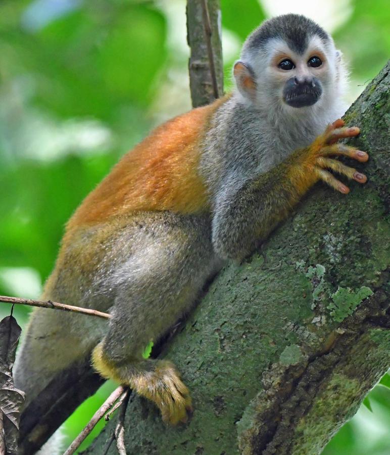 La Montanita Lodge Manuel Antonio Zewnętrze zdjęcie