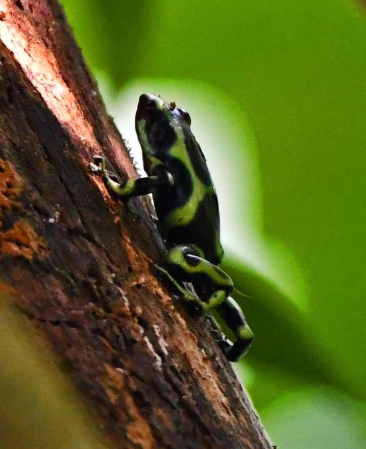 La Montanita Lodge Manuel Antonio Zewnętrze zdjęcie