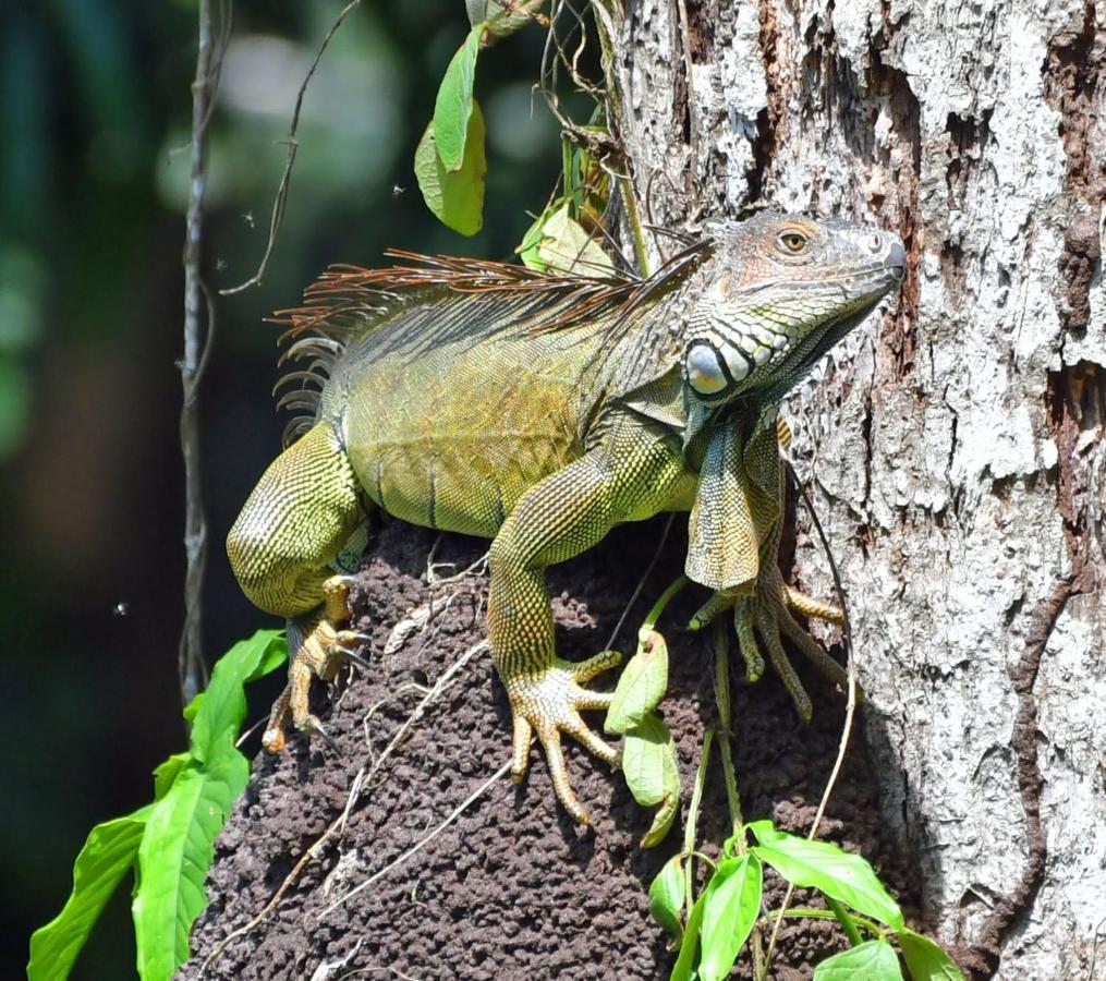 La Montanita Lodge Manuel Antonio Zewnętrze zdjęcie
