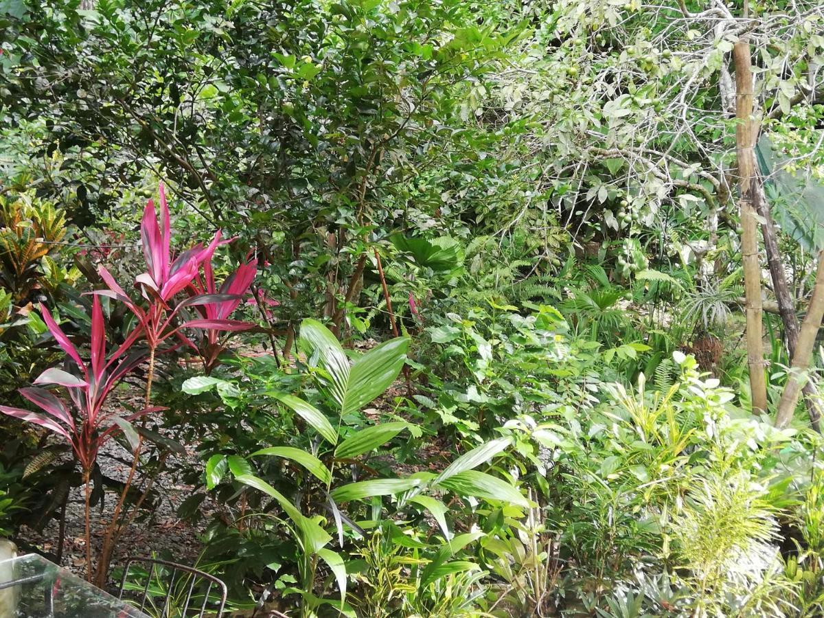 La Montanita Lodge Manuel Antonio Zewnętrze zdjęcie