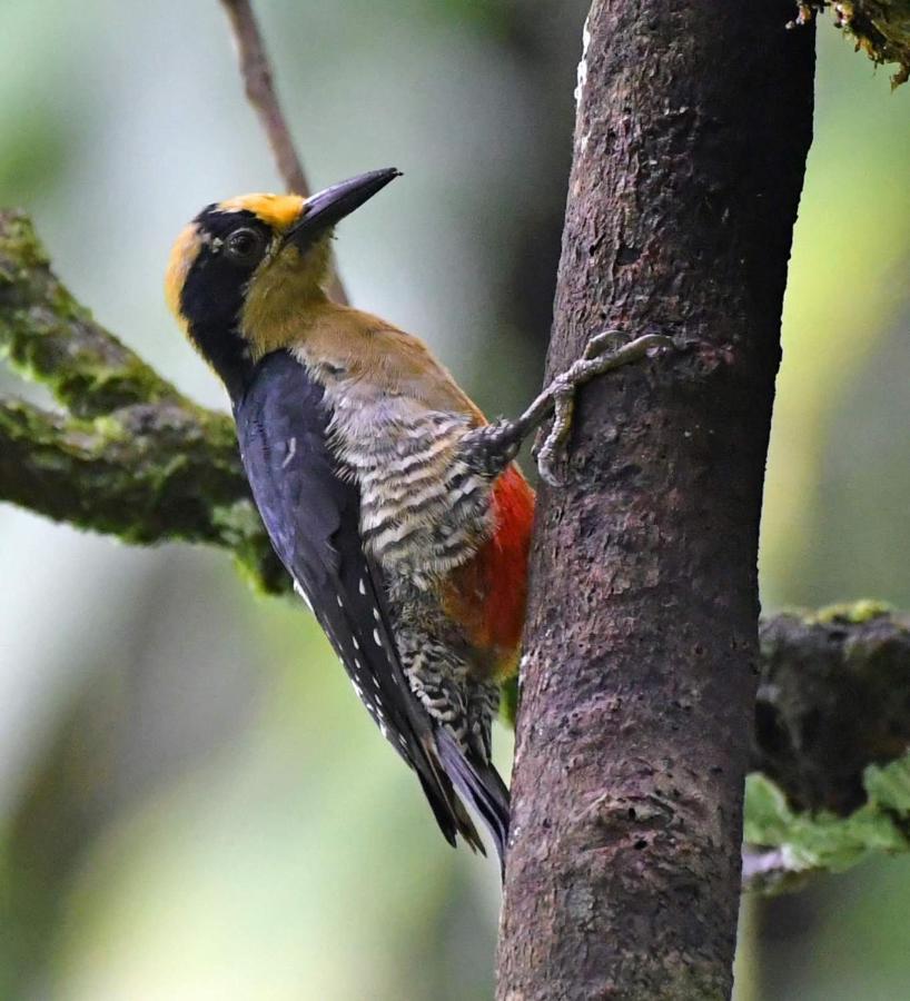 La Montanita Lodge Manuel Antonio Zewnętrze zdjęcie