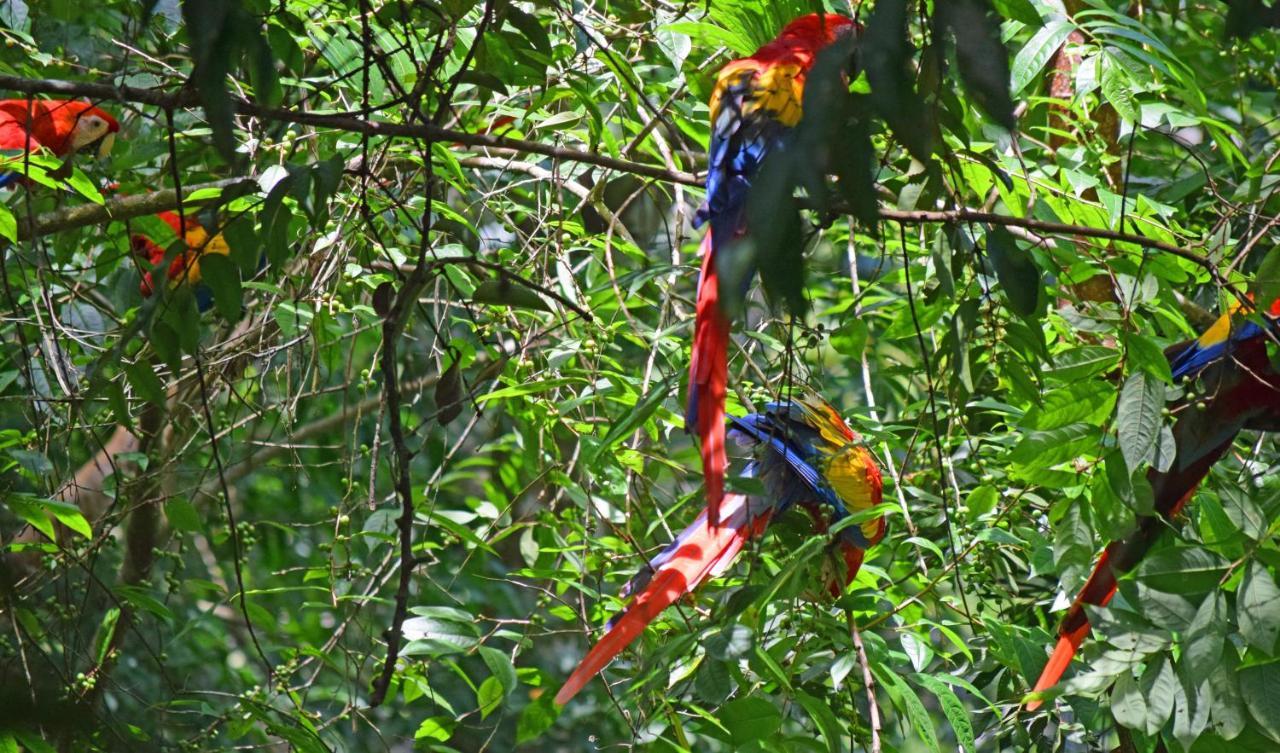 La Montanita Lodge Manuel Antonio Zewnętrze zdjęcie