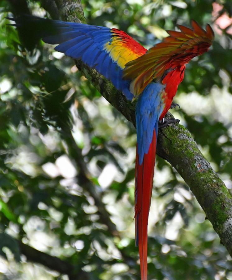 La Montanita Lodge Manuel Antonio Zewnętrze zdjęcie