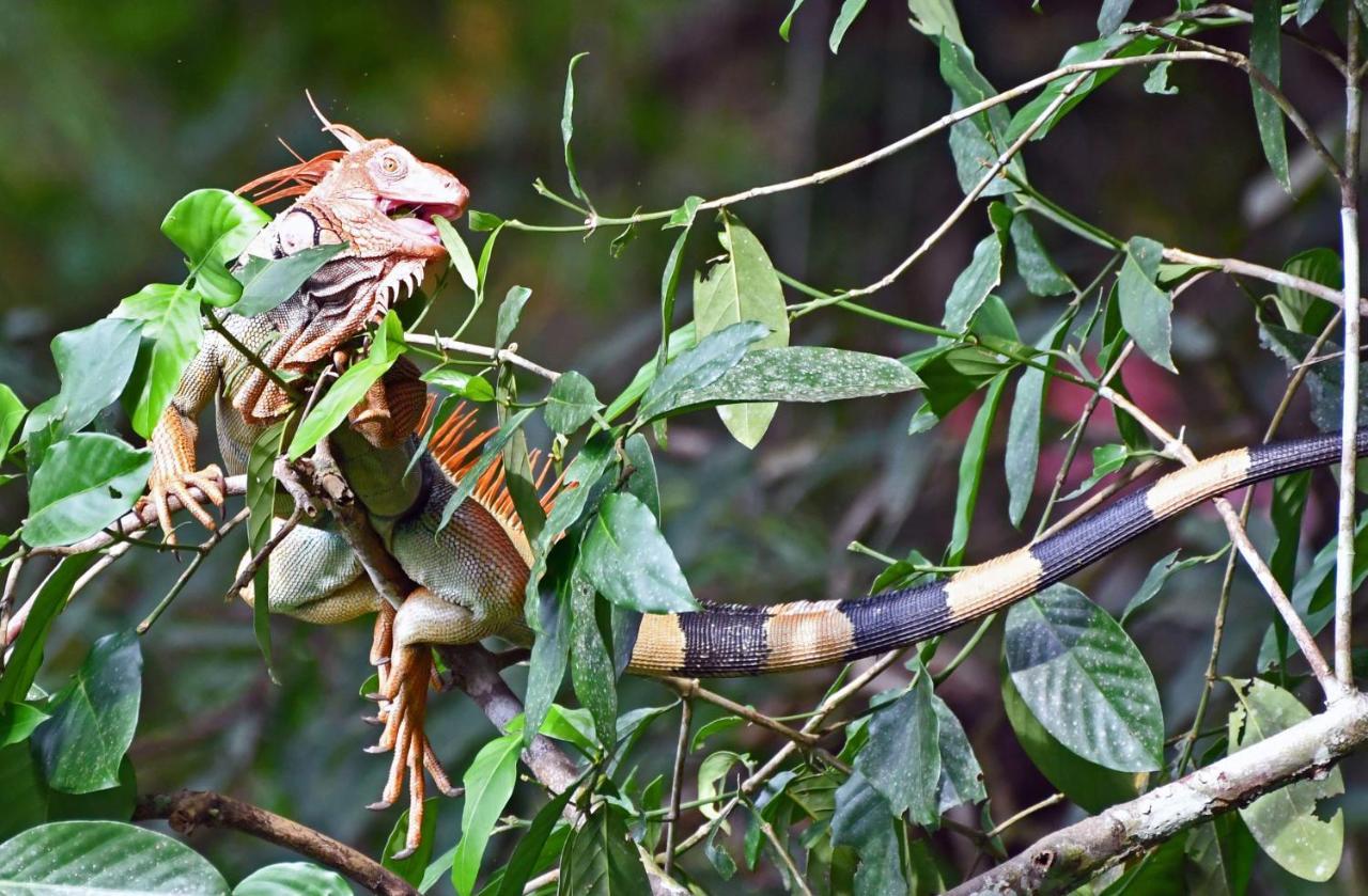 La Montanita Lodge Manuel Antonio Zewnętrze zdjęcie