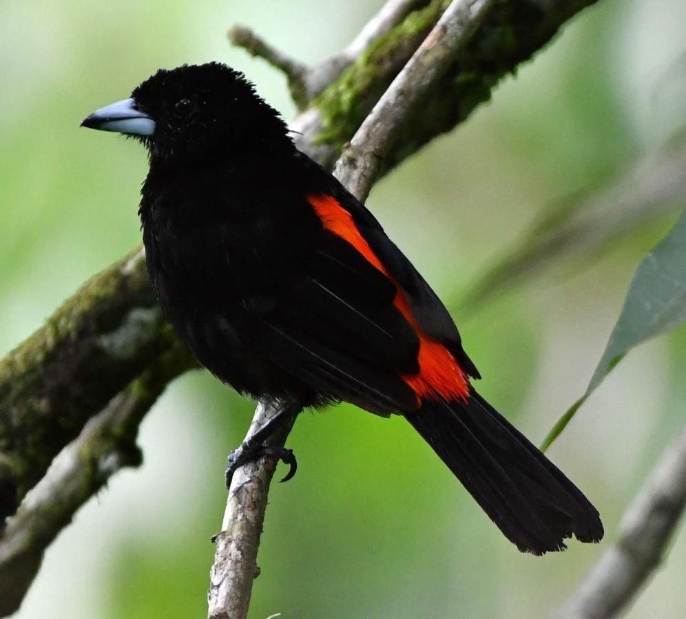 La Montanita Lodge Manuel Antonio Zewnętrze zdjęcie