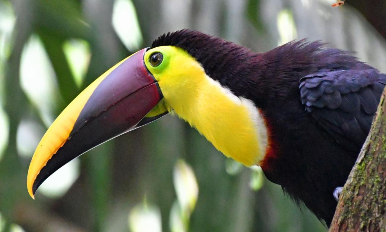 La Montanita Lodge Manuel Antonio Zewnętrze zdjęcie