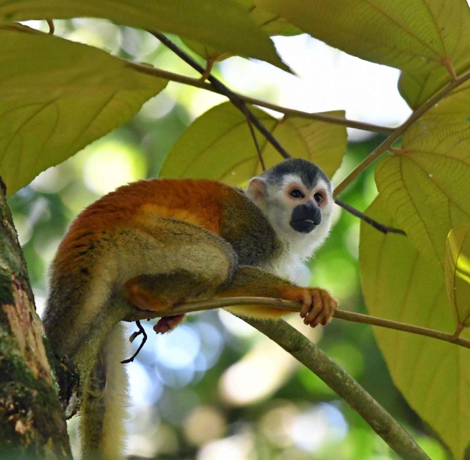 La Montanita Lodge Manuel Antonio Zewnętrze zdjęcie